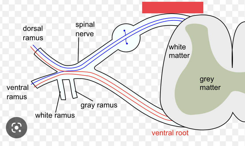axons entering the posterior horn of the spinal cord