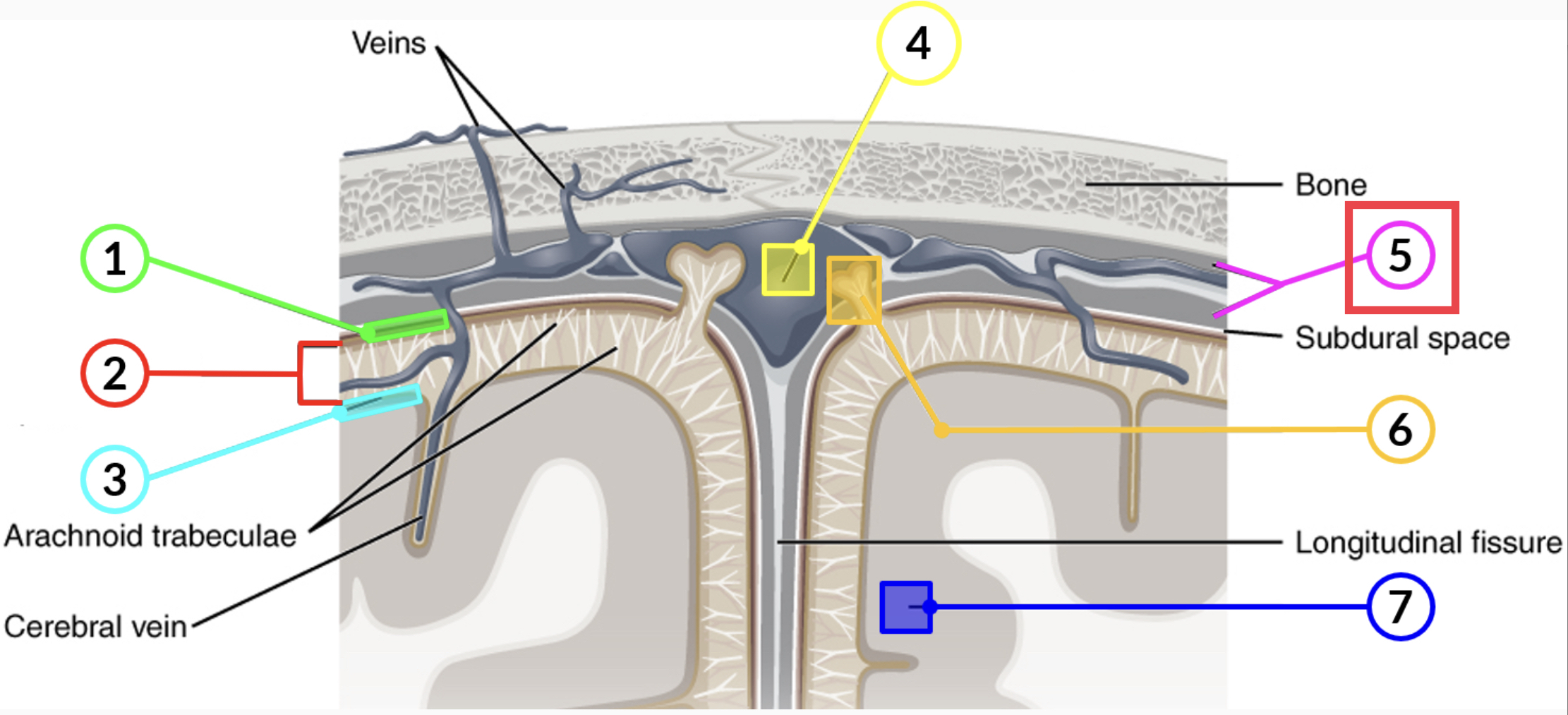 tough, fibrous, outer layer of the meninges that is attached to the inner surface of the cranium and vertebral column and surrounds the entire CNS