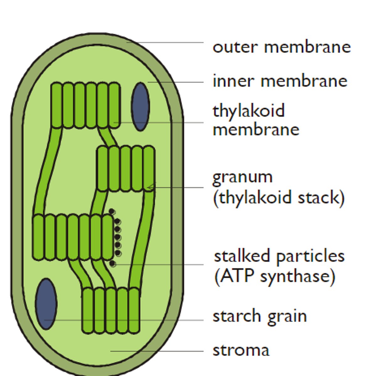 <p>including <br>- outer membrane<br>- inner membrane<br>- thylakoid <br>- granum/a (stacks)<br>- stroma (fluid)</p>