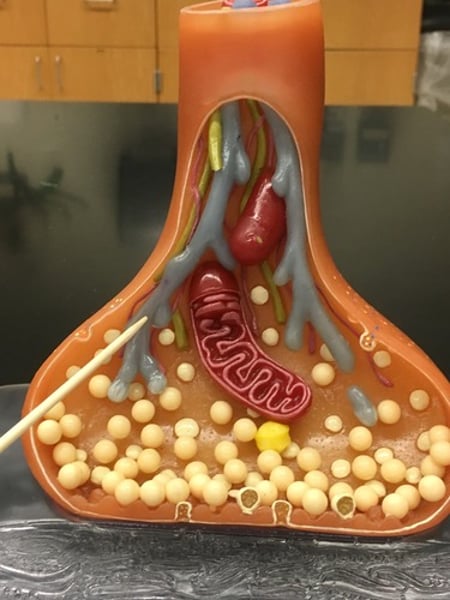 <p>Name this specific structure</p>