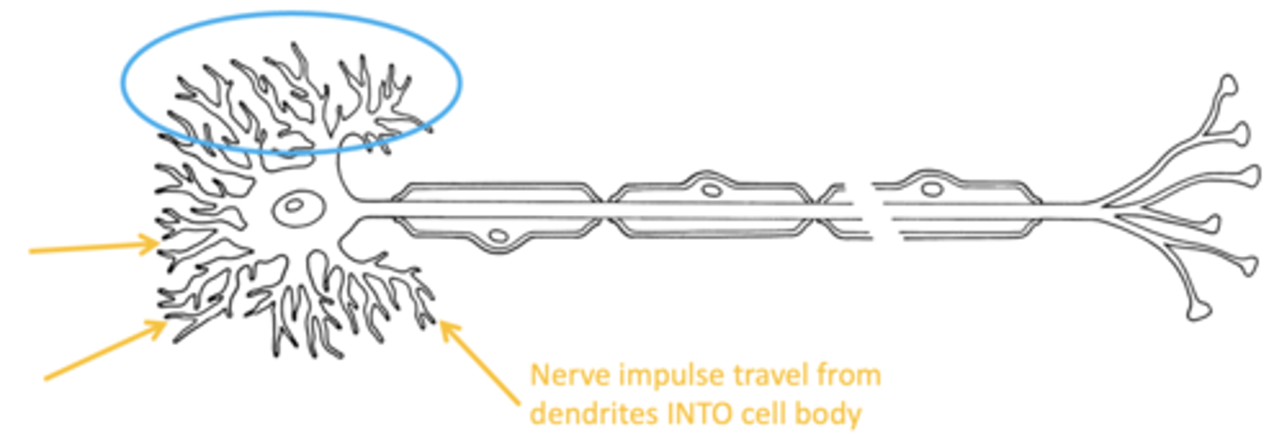 <p>- fibers with enlarged surface w/ synaptic receptors that receive information from other neurons via synapses</p><p>- receive electrical signals and send them to the cell body</p>