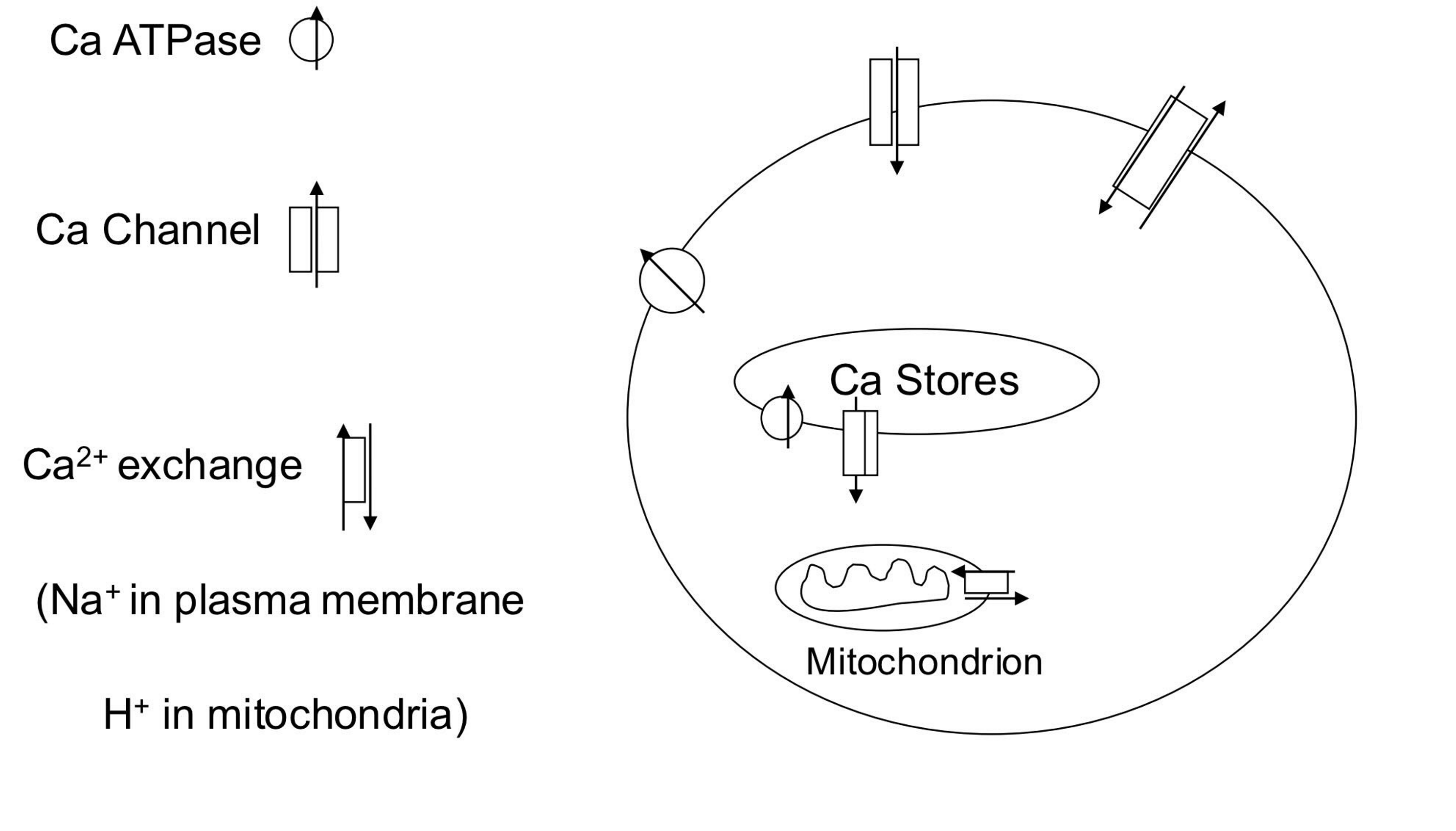 <p>1) Ca<span><sup><span>2+</span></sup></span> enters through voltage and ligand gated ion channels; from intracellular and extracellular stores.</p><p>2) It can be removed back into the stores, into mitochondria or out of the cell across the plasma membrane.</p><p>3) Removal is via Ca<span><sup><span>2+</span></sup></span>ATPase (Ca<span><sup><span>2+</span></sup></span> pump) or Na+/Ca<span><sup><span>2+</span></sup></span> exchange (ie sodium entry down its concentration ground provides the energy for Ca<span><sup><span>2+</span></sup></span> removal against its concentration gradient.</p><p>4) Blockers of these processes increase intracellular calcium and can lead to inappropriate cell activation or cell death. Release of Ca<span><sup><span>2+</span></sup></span> from mitochondria is a major means of cell death in apoptosis</p>