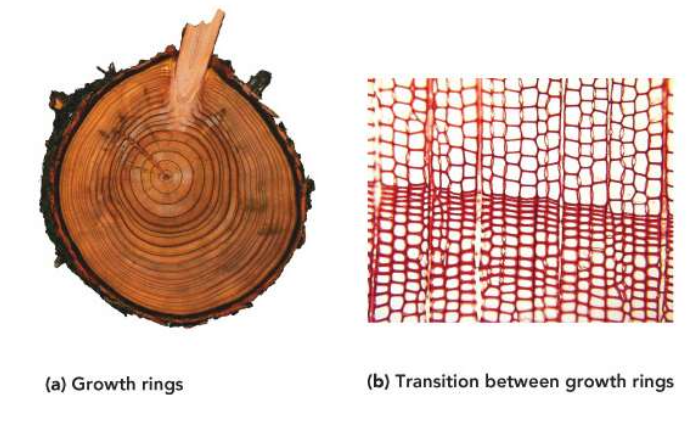 <p>• Yearly growth of xylem forms rings</p><p class="p1">• The sizes of the cells that make up these rings varies with season</p><p class="p1">• Cells tend to be small in late summer and large in the spring</p>