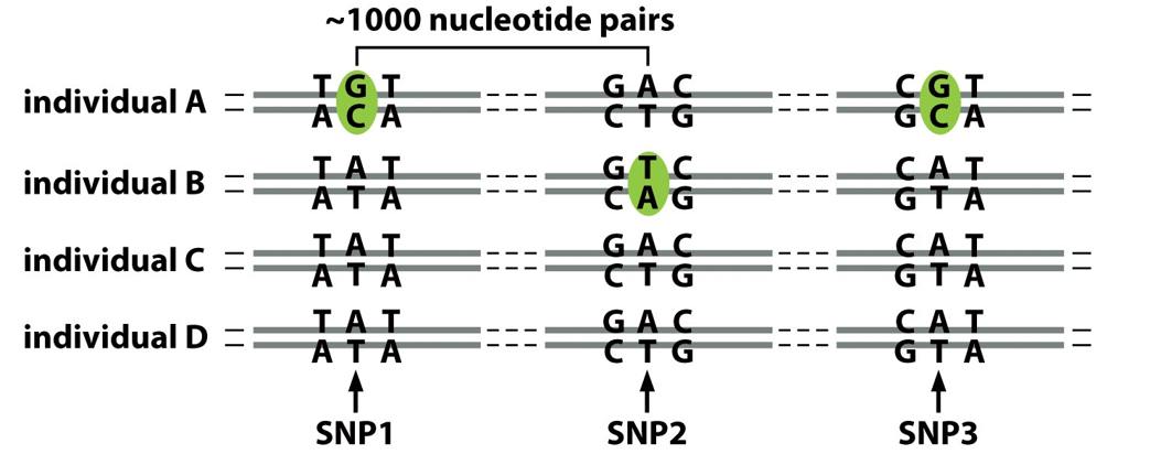 <ul><li><p>Human nucleotide sequences differ by about 0.1% - 2.5 million differences</p></li><li><p>Single nucleotide polymorphisms (SNPs)</p></li></ul><p></p>