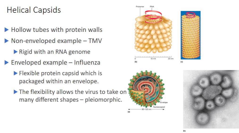 <p>-Helical capsids are shaped like hollow tubes with protein walls. Tobacco mosaic virus is a well-studied example of helical capsid structure (figure 18.3). The self-assembly of TMV protomers into a helical arrangement produces a rigid tube. The capsid encloses an RNA genome, which is wound in a spiral and lies within a groove formed by the protein subunits. The size of a helical capsid is influenced by both its protomers and the viral genome. The diameter of the capsid is a function of the size, shape, and interactions of the protomers. The length of the capsid appears to be determined by the size of the viral genome.</p>