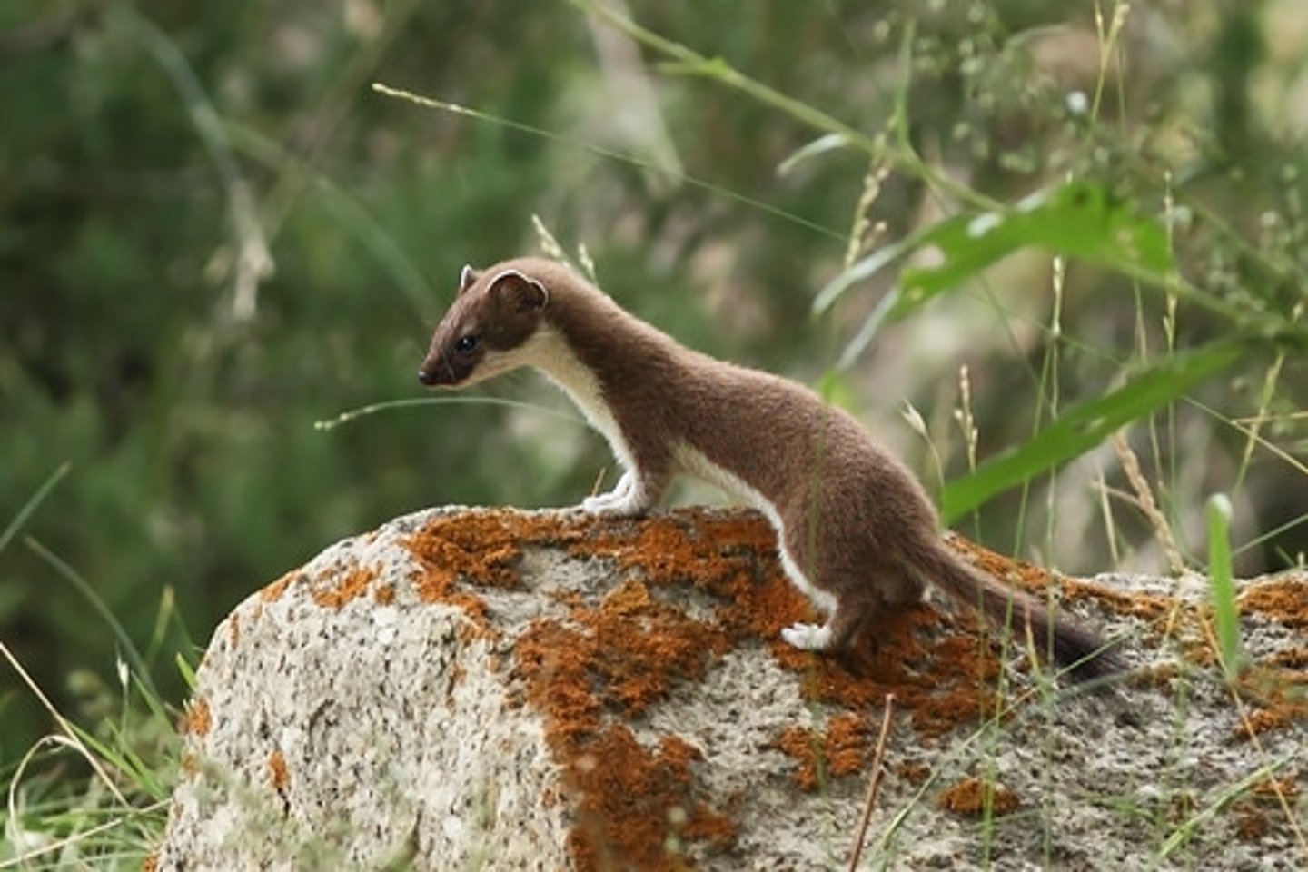 <p>least weasel</p>