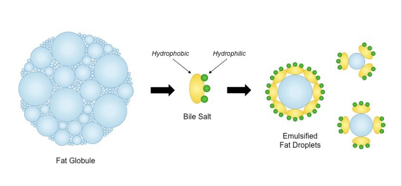 <p><strong>Secrets bile</strong> which emulsifies lipids and breaks them into micelles</p>