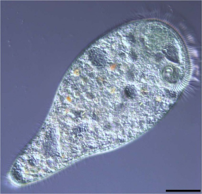 large and green with irregular trumpet shape, they use ciliate movement, size approximately 2mm