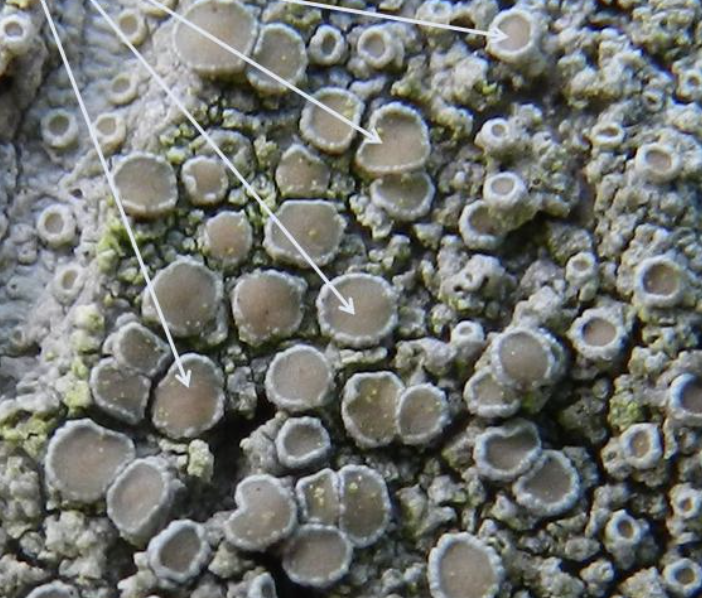 <p>What is pictured?</p>