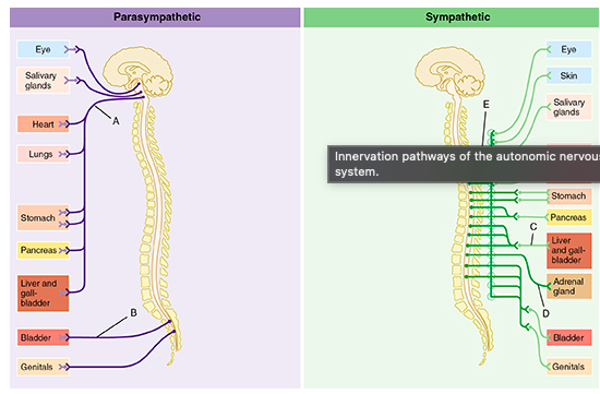 Outflow of the sympathetic division occurs from which regions of the CNS?