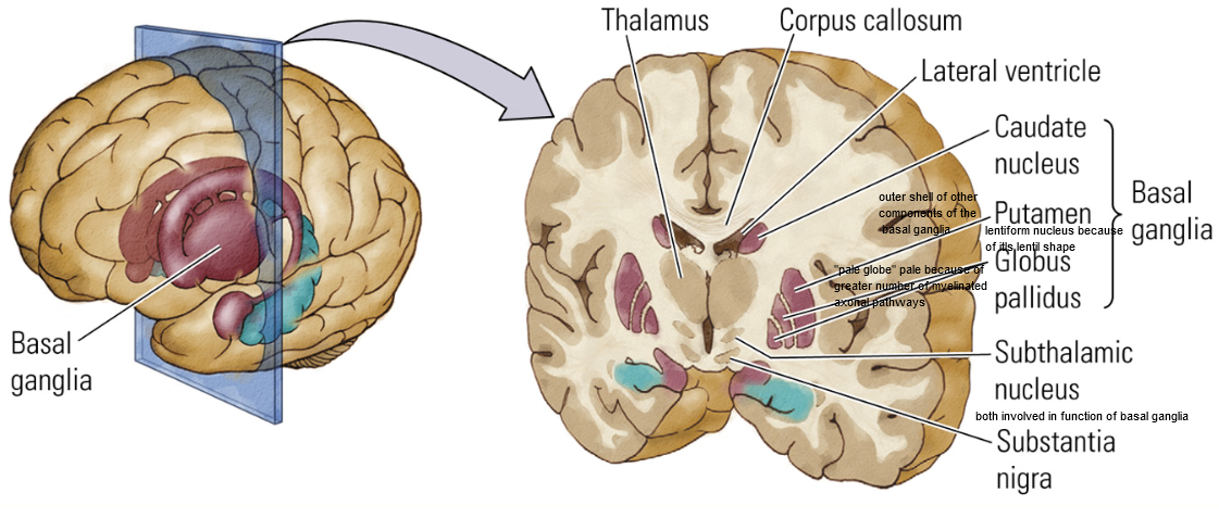 <p>Group of nuclei important for controlling voluntary movements (not producing movements primary motor cortex in the frontal lobe does this)</p><p>two main pathways: 1. end result is allowing for release of movement, for greater force of movement. 2. end result inhibiting movement for lesser force of movement.</p>