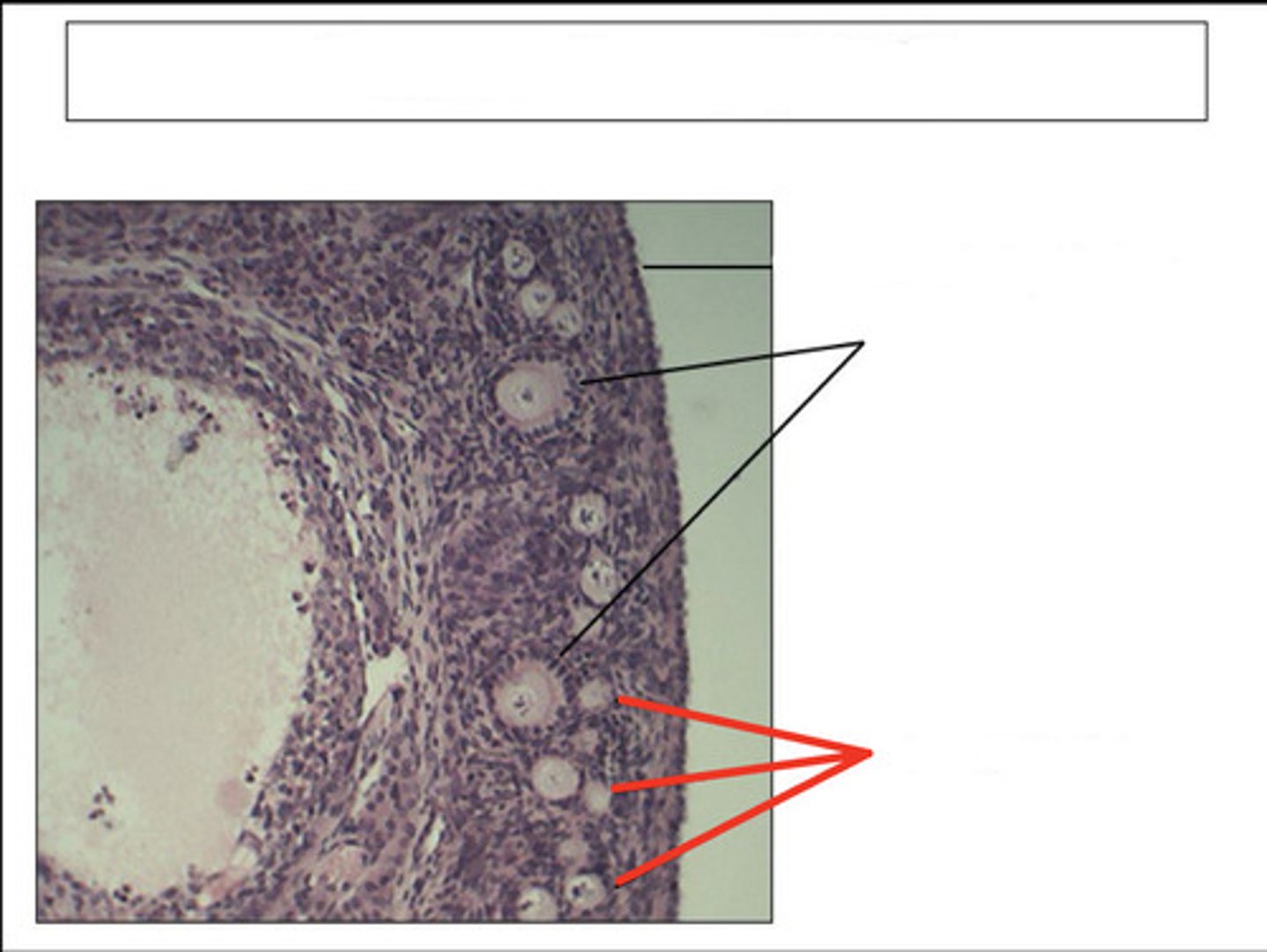 <p>identify this structure and organ</p>