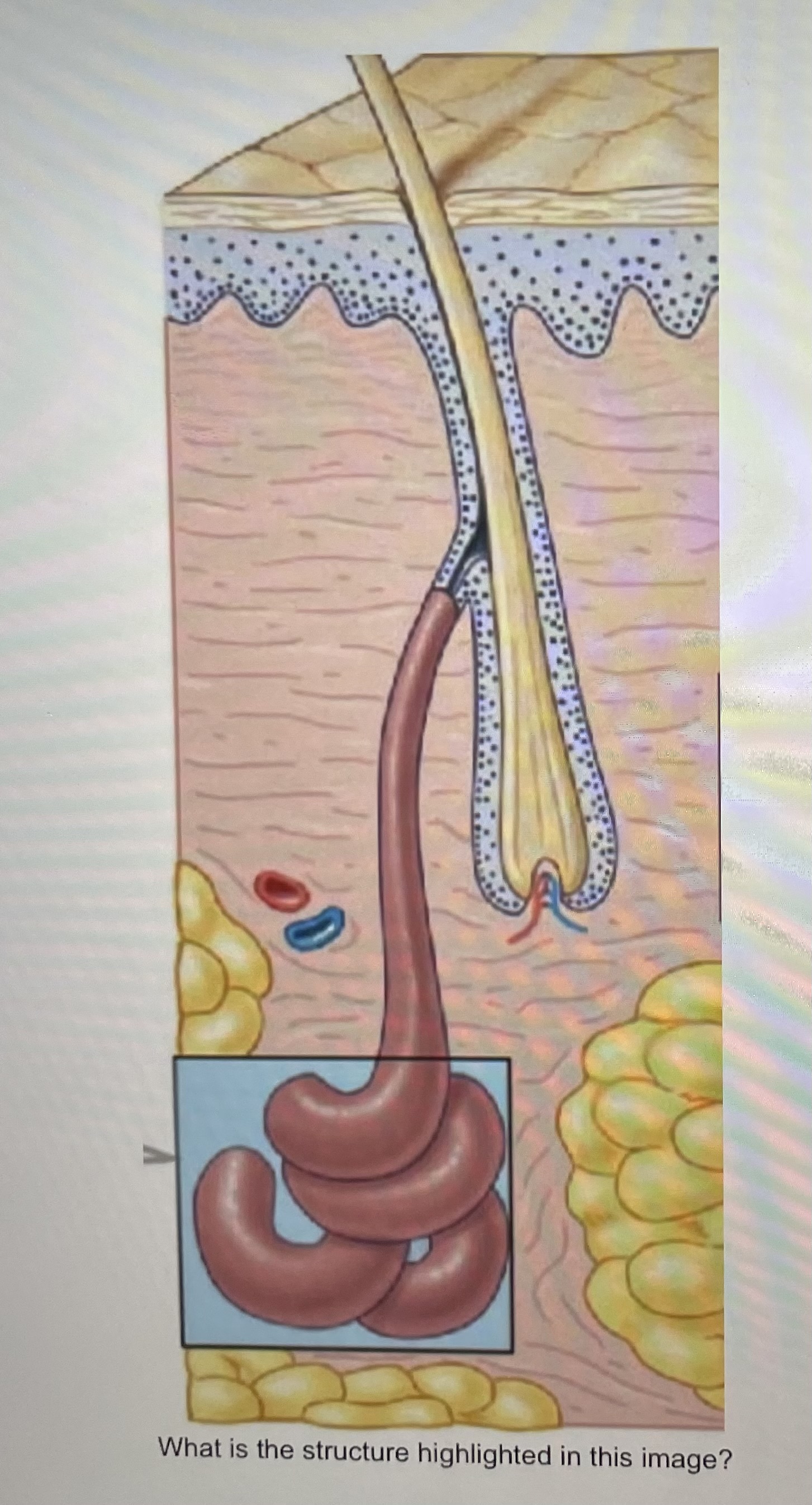 What is the structure highlighted in this image 