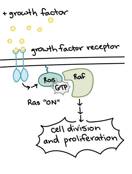 <p><span style="background-color: transparent; font-family: "Proxima Nova", sans-serif;"><span>Released by some cells and stimulate surrounding cells to divide</span></span></p>