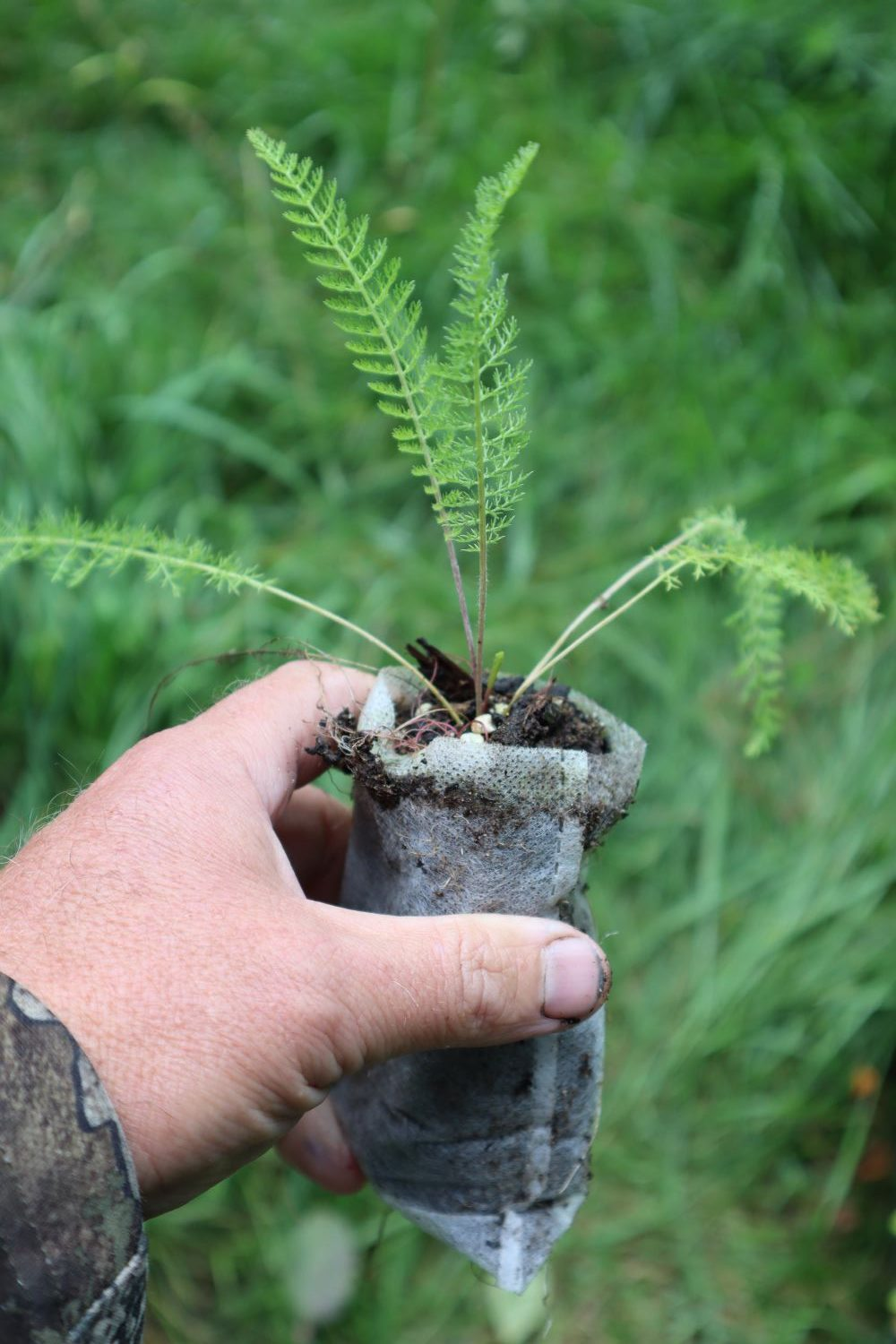 <p><em>Common </em>Yarrow</p>