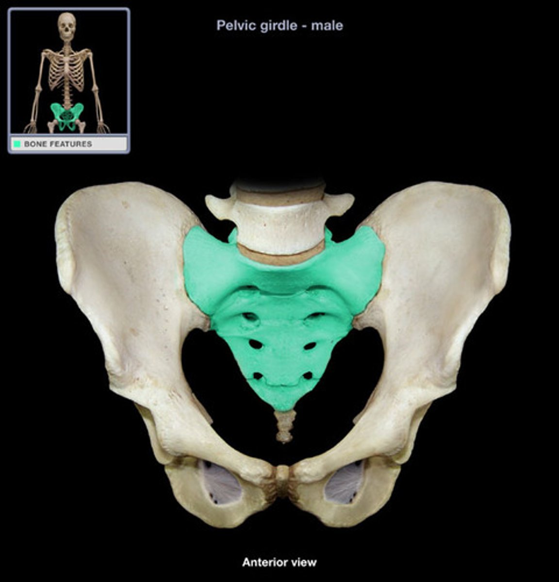 <p>5 fused vertebrae</p>