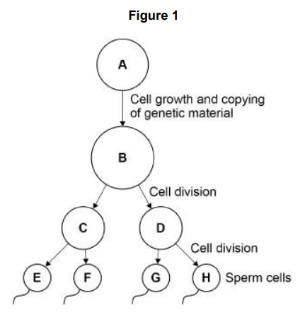 <p>Figure 1 shows the production of sperm cells in humans. Cell A is a normal body cell. How many chromosomes are there in cell A?</p>