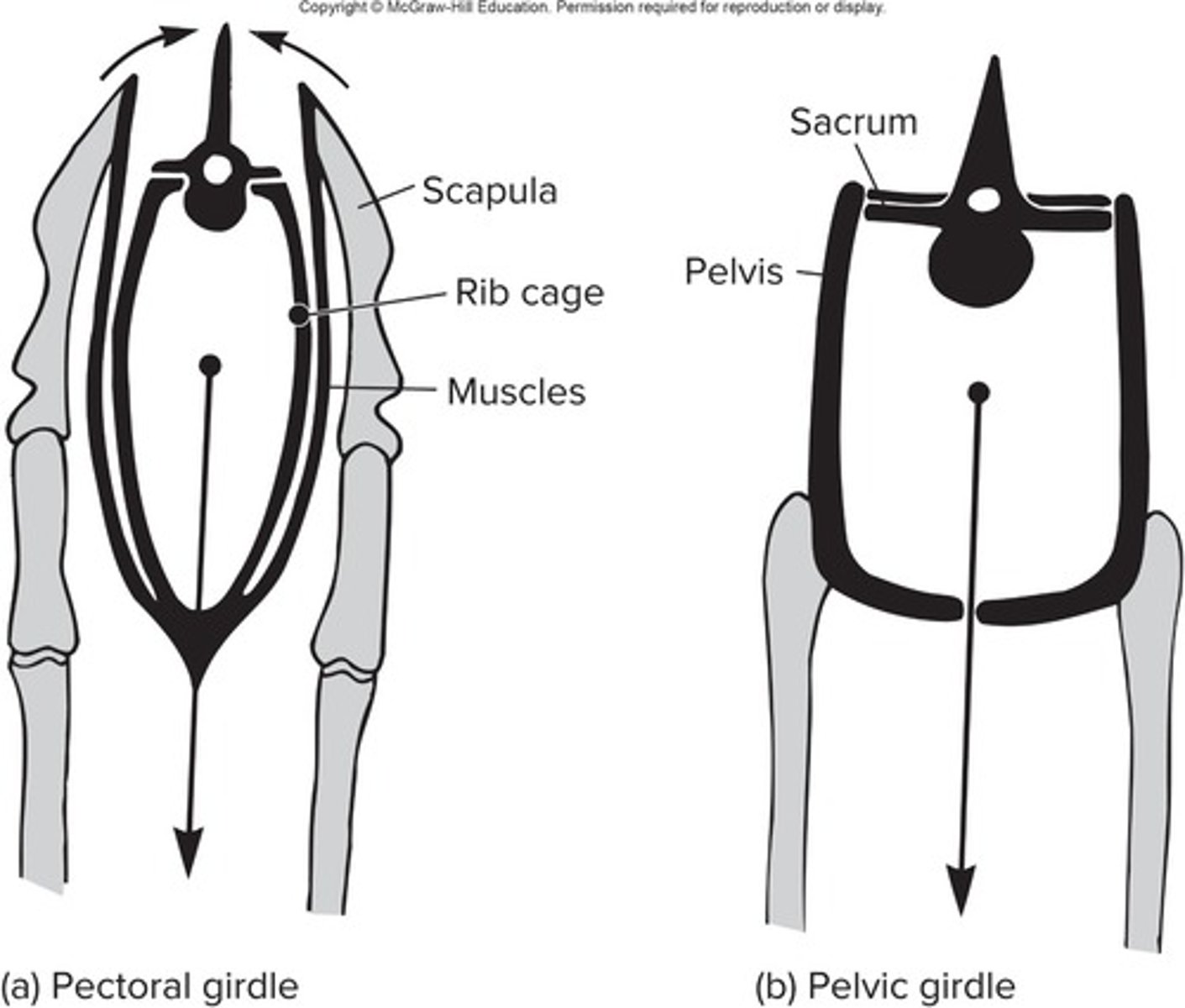 <p>Ilium, pubis, and ischium.</p>