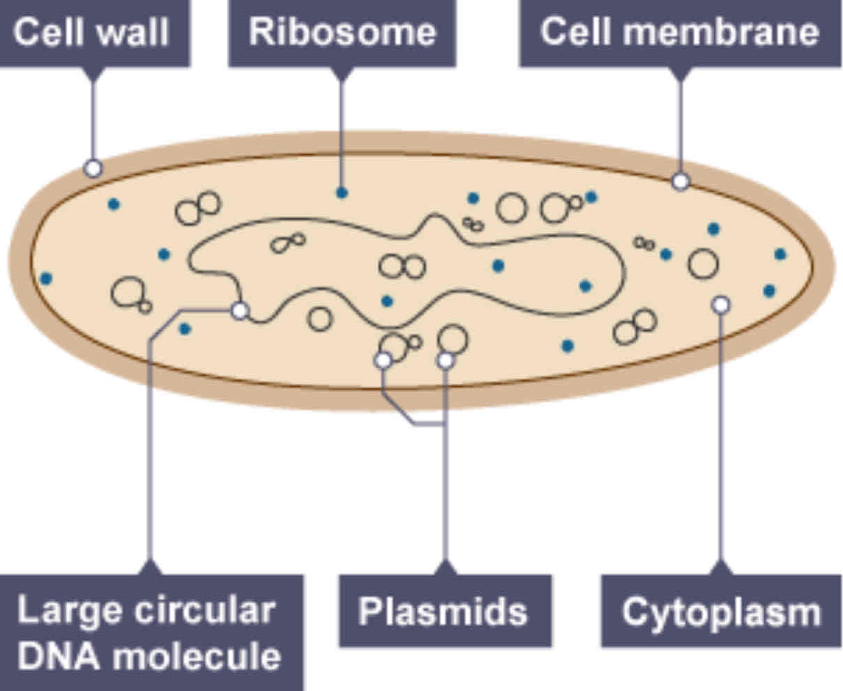 <p>★ Cytoplasm ★ Cell membrane ★ Cell wall ★ Loop of DNA ★ Plasmids (rings of DNA)</p>