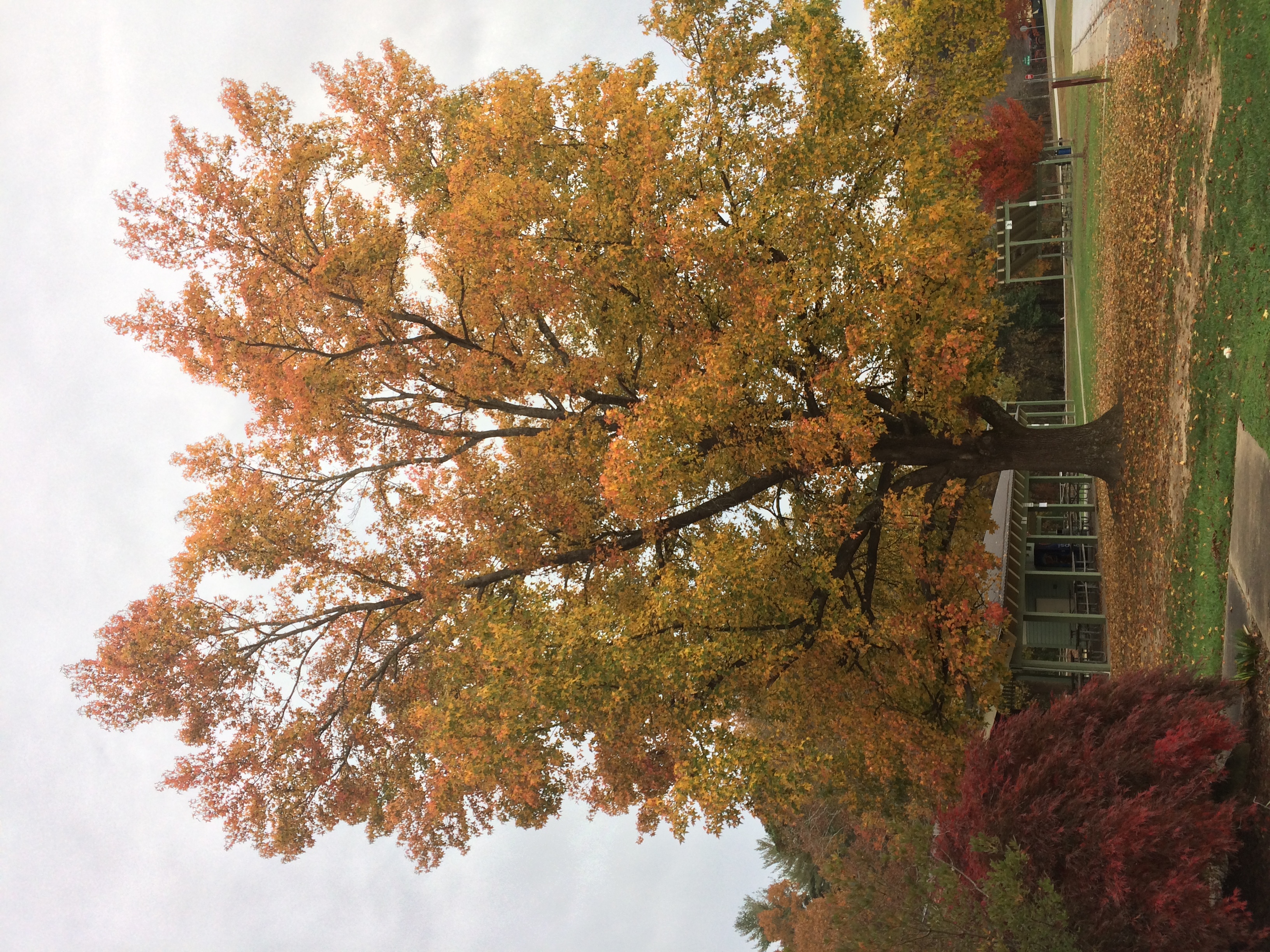 <p><em>Liquidambar styraciflua</em>, Sweet gum, Altingiaceae</p>