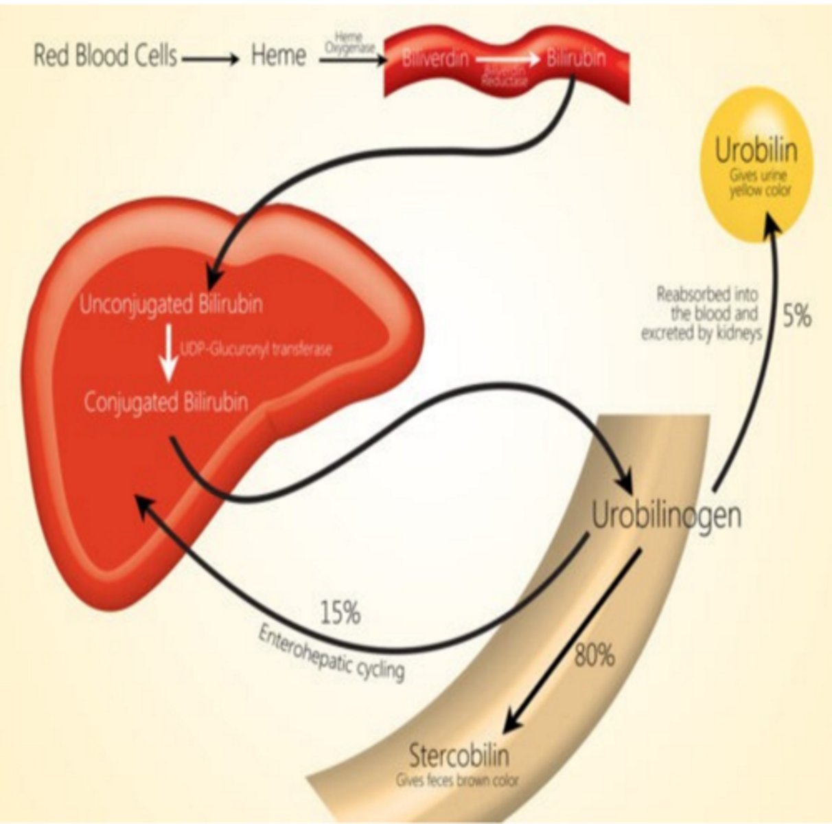 <p>Liver cells add a glucuronic acid to the unconjugated bilirubin, making it water-soluble and conjugated</p>