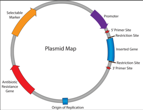 <p>means of carrying the DNA into the host</p><ul><li><p>Origin of replication (ori) - allows the plasmid to be recognized by the replicating machinery of the bacteria. This will allow the plasmid to replicate in the host.</p></li><li><p>Restriction enzyme sites – allows ligation of the DNA fragment (gene of interest) into the</p><p>plasmid.</p></li><li><p>Antibiotic resistance - allows the identification of a positive transformant</p></li></ul><p></p>