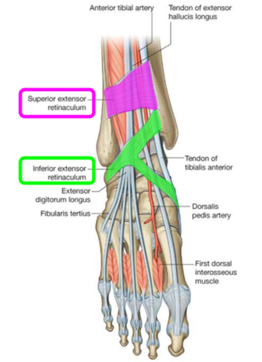 <p>tibialis anterior</p><p>extensor hallucis longus</p><p>anterior tibial vessels + nerve</p><p>extensor digitorum longus</p><p>peroneus tertius</p><p>begin of great saphenous vein</p>