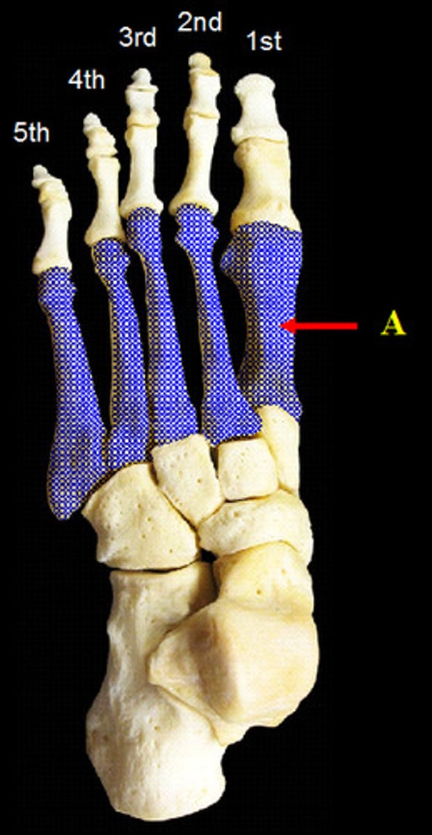 <p>The five long bones in the midfoot, numbered medial to lateral.</p>