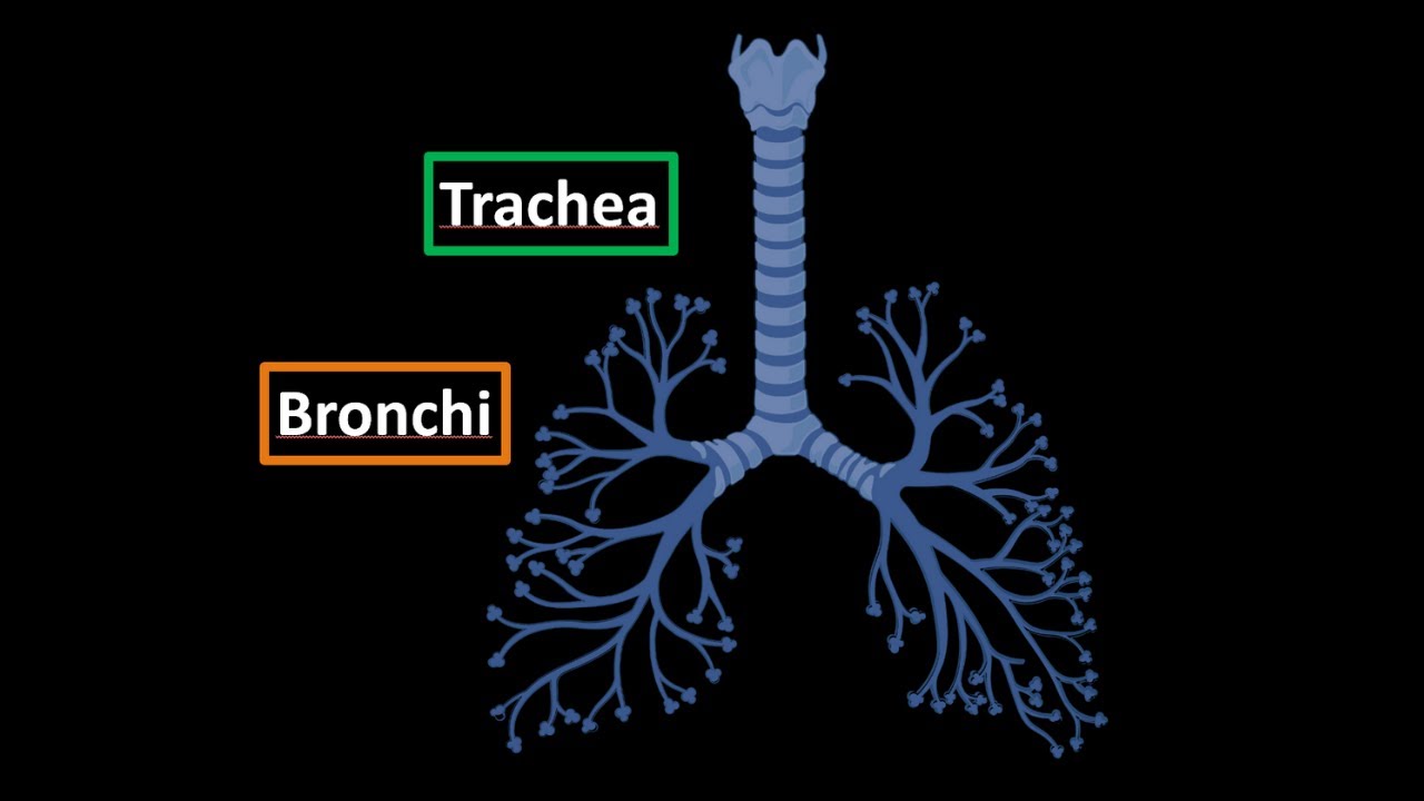 division of trachea leading to lung; cartilaginous rings prevent collapse