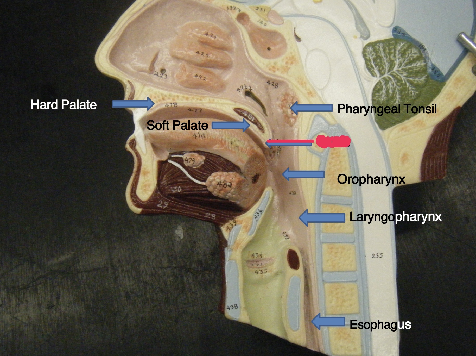 knowt flashcard image
