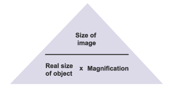<p>Magnification = image size/ real size</p>