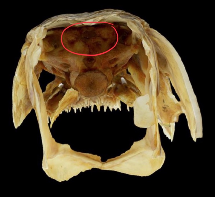 knowt flashcard image