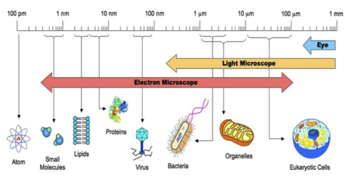 A cell which is 100 times bigger than a virus