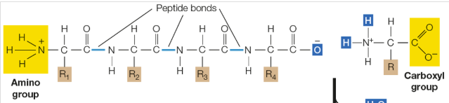 <p>in the amino to carboxyl direction</p>
