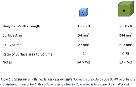 <p>As a cell ____, the surface area-to-volume ratio ____.</p><p>Cells need to remain relatively small bc as a cell ___, the amount of surface area relative to the volume of the cell _____.</p><p>The _____ cell is more active bc relative to its volume, its surface area is ____ than a bigger cell.</p>