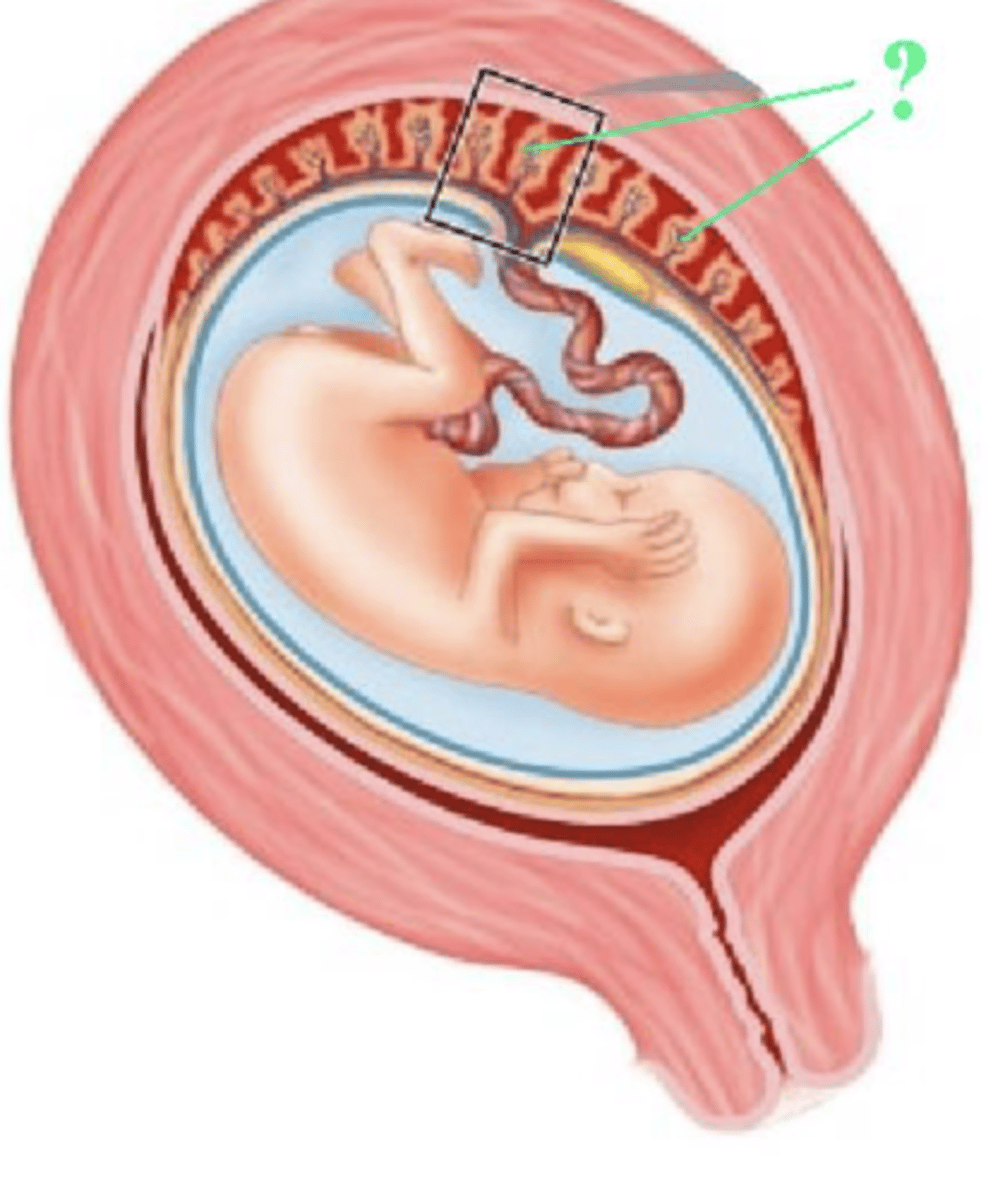 <p>chorionic villus</p>