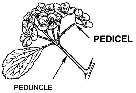 <p><span style="font-family: Inter, helvetica, arial, sans-serif">a stalk supporting an inflorescence or a solitary flower, or, after fecundation, an infructescence or a solitary fruit.</span></p>