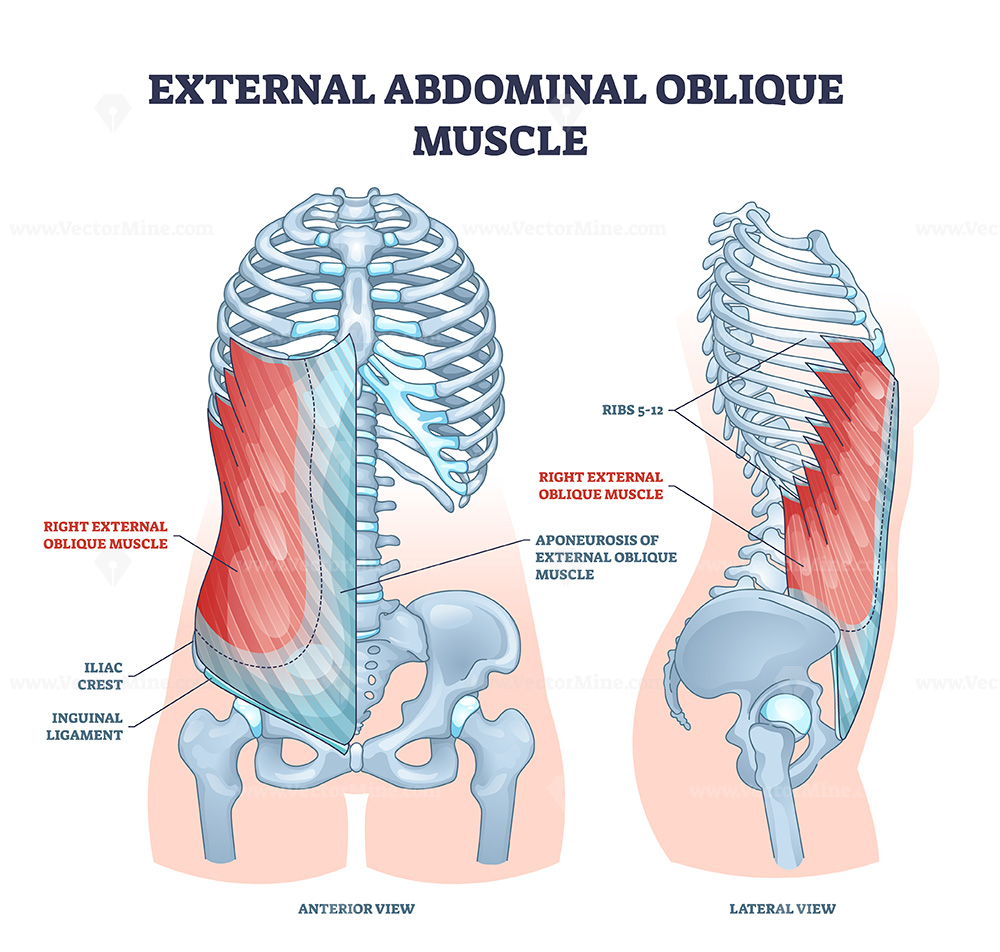 <p>External oblique</p>