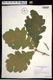 <p>Quercus macrocarpa</p>