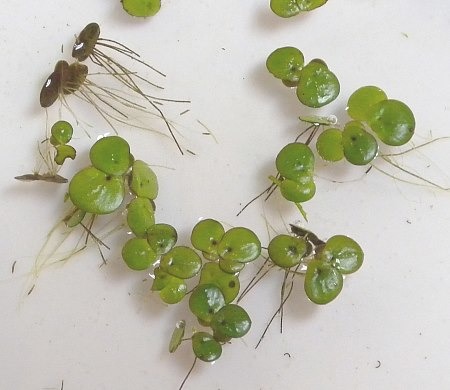 What is this plant?