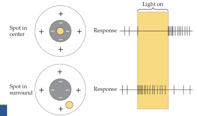 <p><span>Ring of light outside the center</span></p>