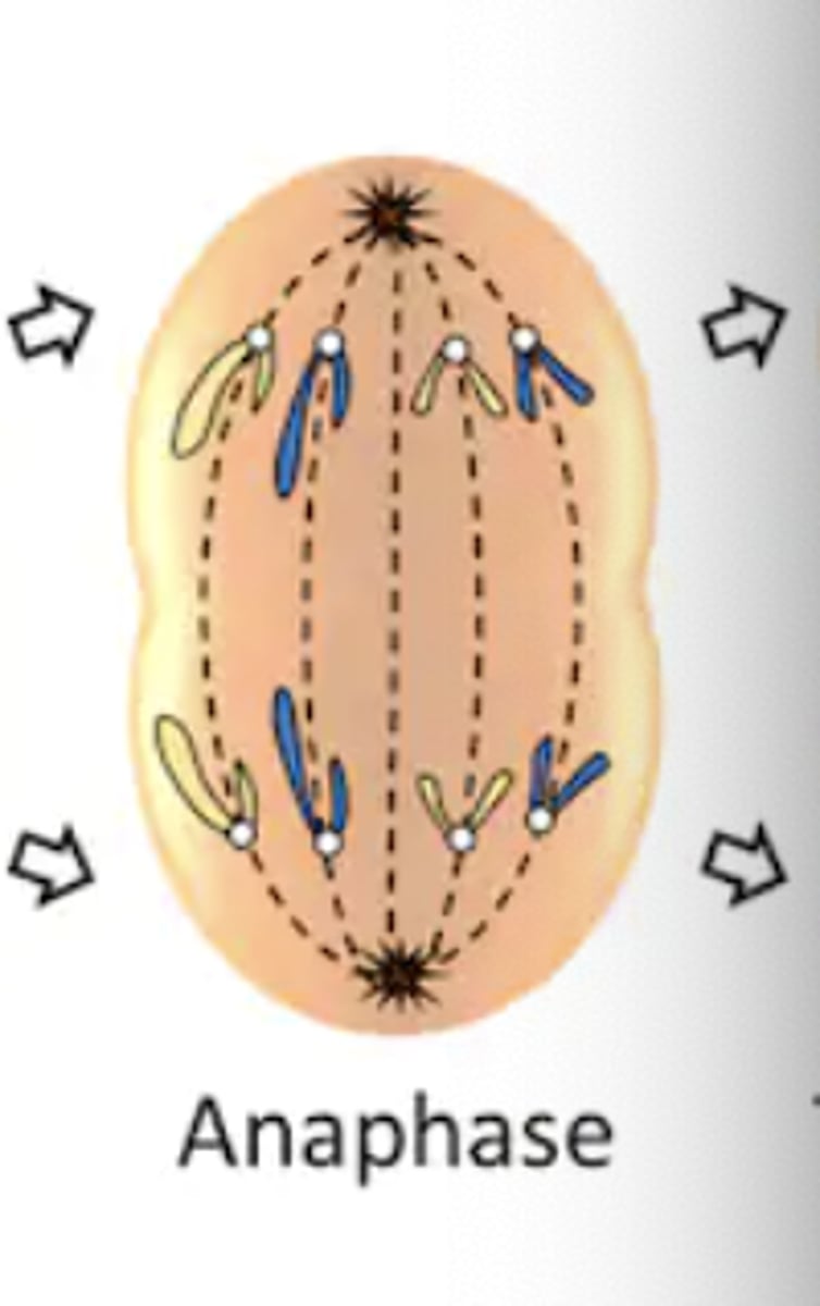 <p>- ana = "apart"</p><p>- sister chromatids separate from one another and move toward opposite poles of the cell</p>