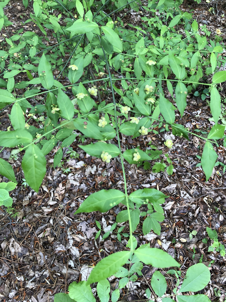 <p><em>Euonymus americanus</em></p>