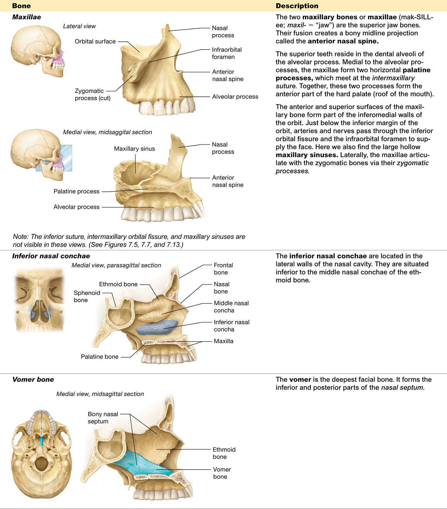 <p><span>The <strong>palatine processes of the maxillae</strong></span></p>