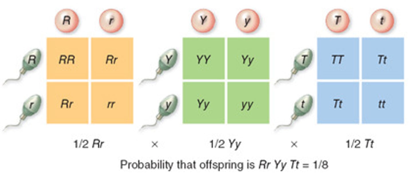 <p>The chance of two or more independent events occurring together is the product of their chance of occurring separately</p><p>Pr( Event 1 AND Event 2 occurring)= Pr(Event 1) x Pr(Event 2)</p>