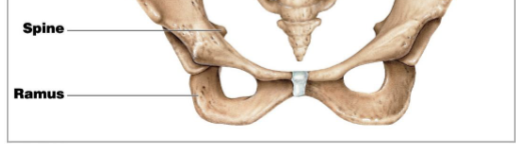 <p>An extension of a bone that makes an angle with the rest of a structure.</p>