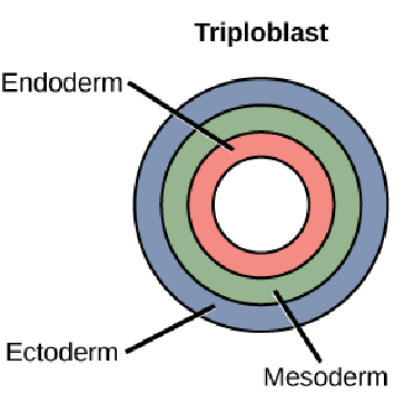 <p>3 layers (endo, ecto, meso)</p>