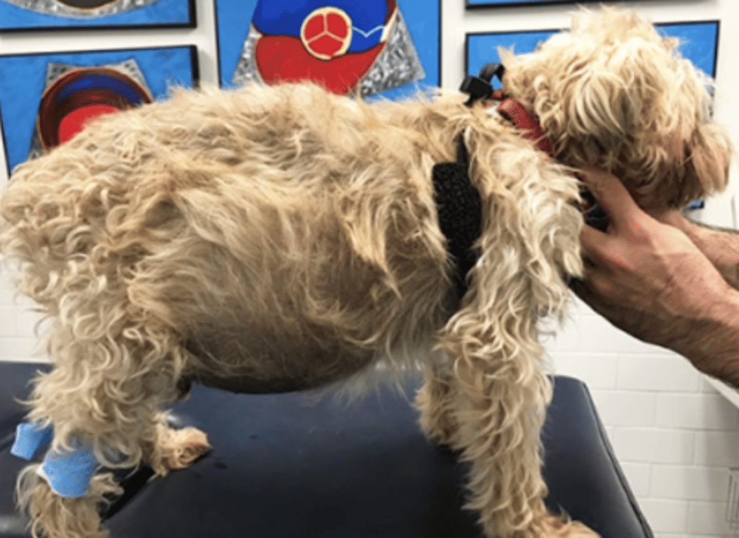 <p>congestión venosa sistémica:</p><p>→ distensión yugular</p><p>→ congestión hepática/ esplénica</p><p>→ derrame pleural</p><p>→ ascitis</p><p>→ derrame pericárdico</p>