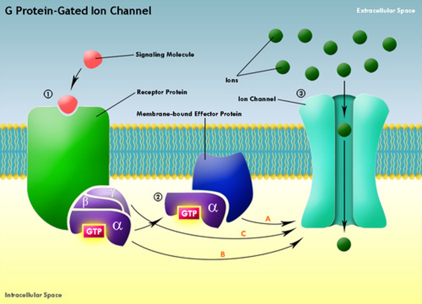 <p>GPCR: A sweet, umami or bitter molecule binds a GPCR which causes a conformational change. The G-protein then dissociates which opens an ion channel and thus causes the cell to depolarize and fire an Action Potential.</p><p>Ion Channel: A sour or salty molecule binds to a receptor on an Ion channel which opens causing the cell to depolarize and fire an Action Potential</p>