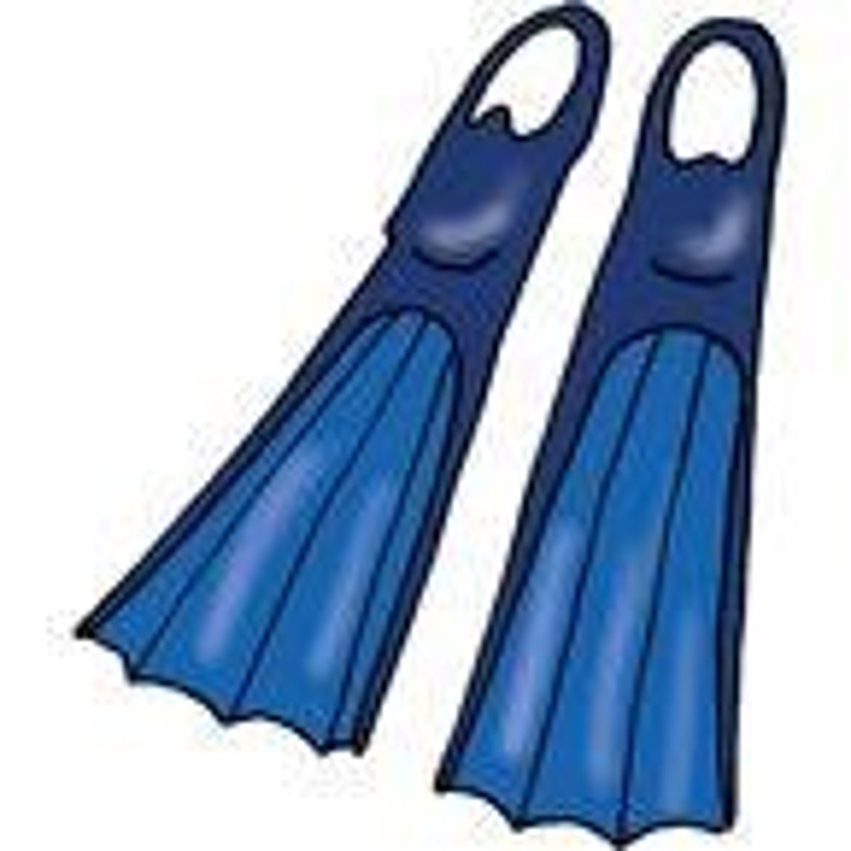 <p>fin-like wings used for swimming</p>